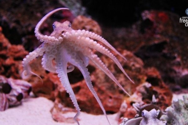Kraken зеркало